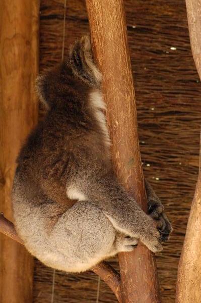 Koala cache cache