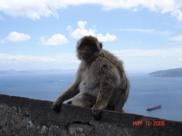 Monkey view