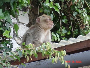 Another monkey