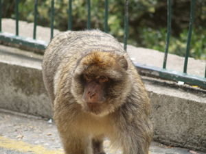 More monkey