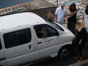Monkey on the van