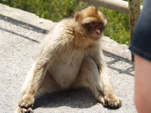 Monkey pose 