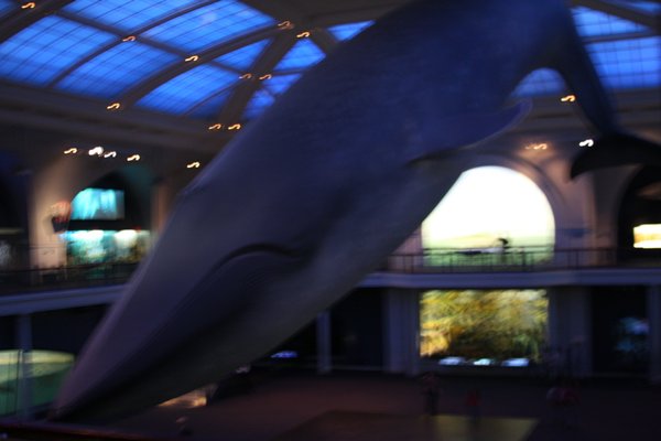 Big, blue whale