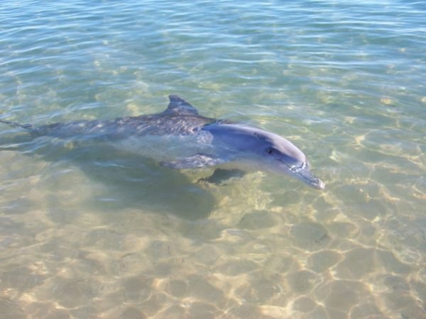 Dolphins up close