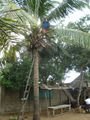 In the coconut tree