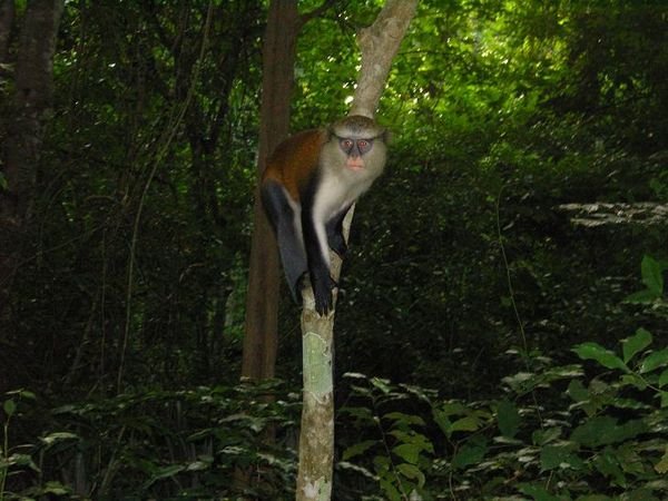 Forest Monkey