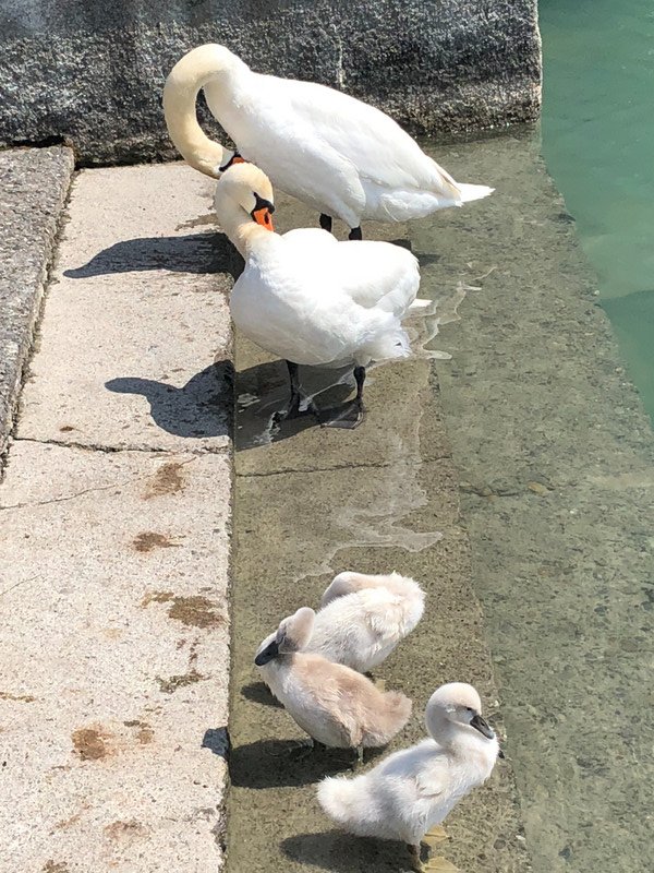 Our Interlaken swans have new cignets