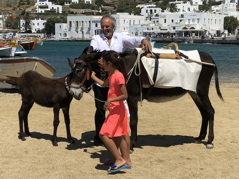 Donkeys at the beach