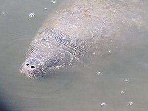 Manatees in our harbor at Pelican Cove