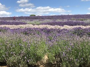 The Cotswold Lavender Fields in England