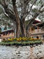 The Bodhi tree in the courtyard of the Punakha Dzong