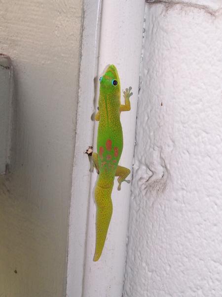 Cool Gold Dust Day Gecko