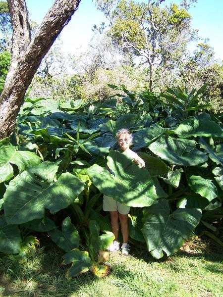 Hiding in the Taro Patch