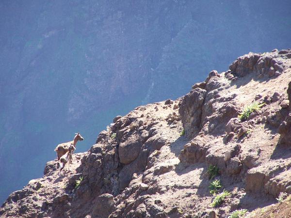 Mountain goats on a canyon cliff
