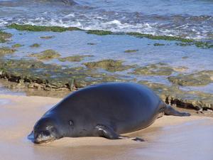 Hawaiian Monk Seal 