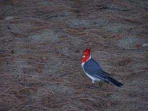 Red-crested Cardinal at the beach