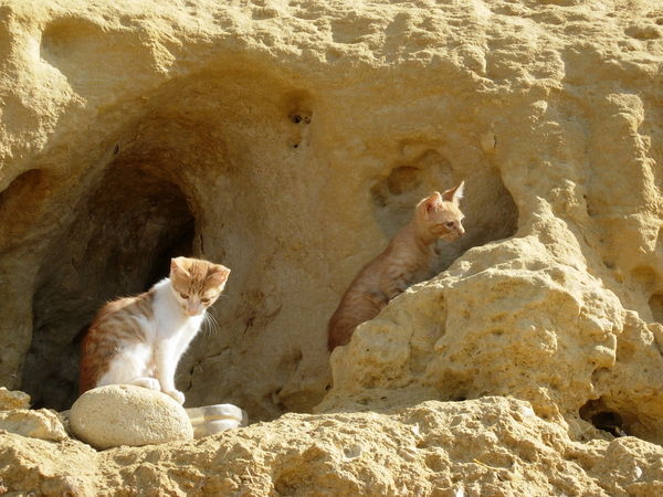 Cliff dwelling kitties