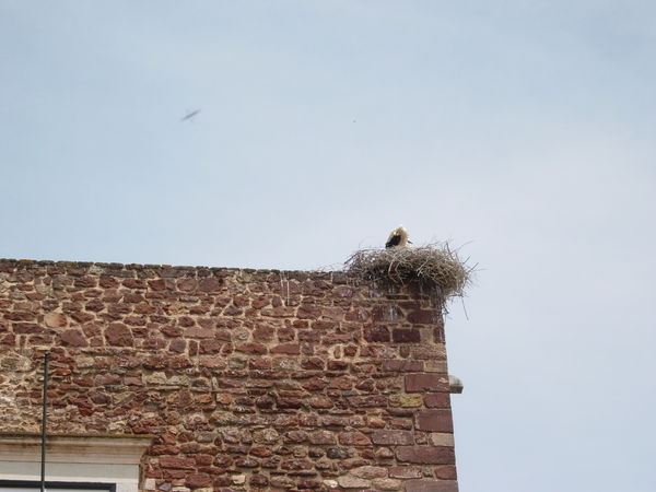 A Silves stork