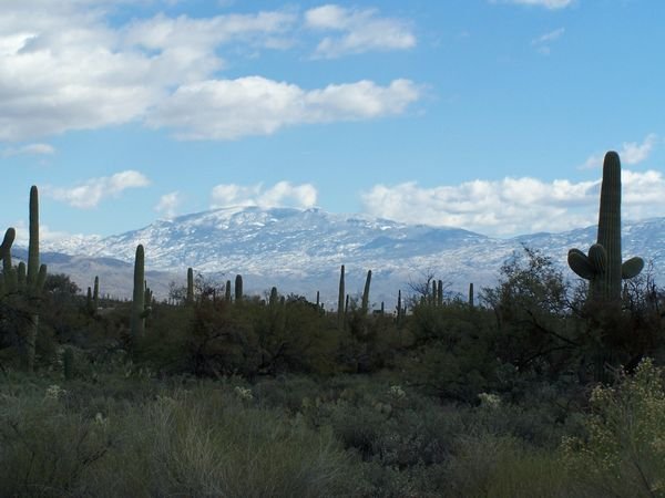 The saguaros and the snow in Sabino
