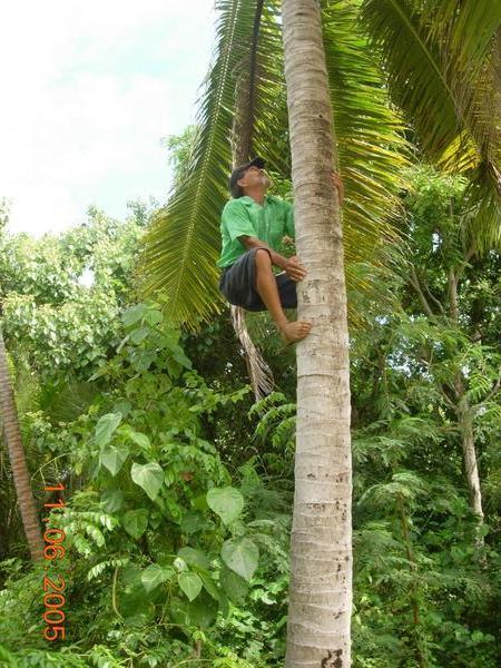 Birdman George Picking Coconuts