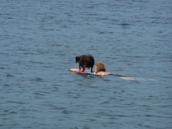 Boogie board dog at the Piran beach