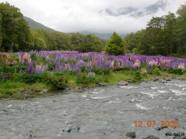 Lupins on the Milford Sound Road