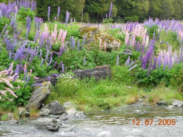 Lupins and driftwood