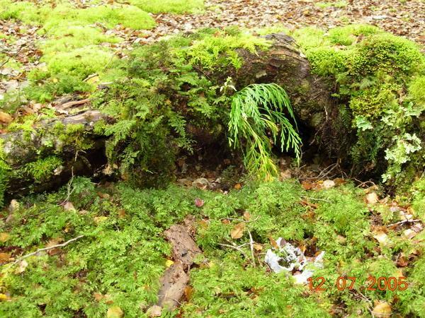 Inspecting the Rainforest moss