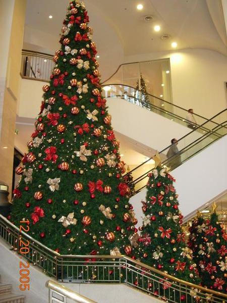 Christmas Trees of many sizes