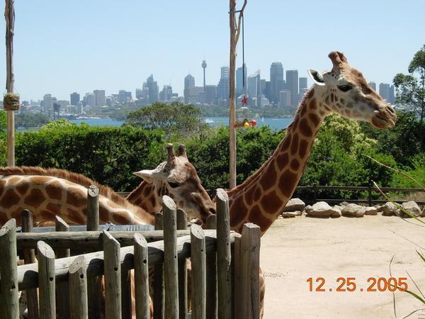 A Zoo with a View