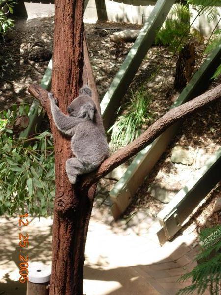 Koala at Tarongo Zoo