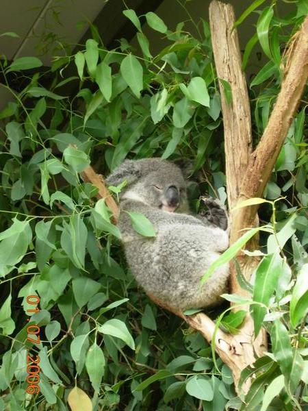 Koala chillin'