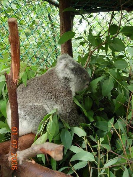 First koala born using artificial insemination