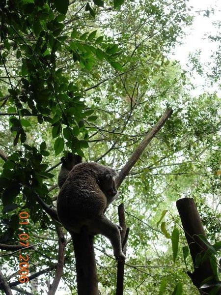 Koalas at Lone Pine