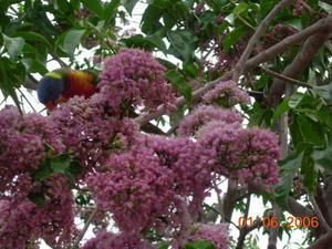 There are hundreds of Lorikeets in the trees at night.