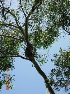 Koala napping
