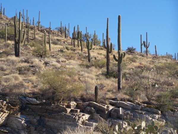 A hillside of Saguaros