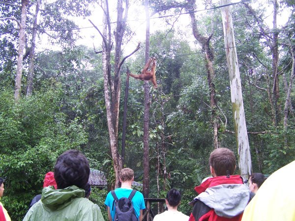 Watching an Orang Utan fly through the trees