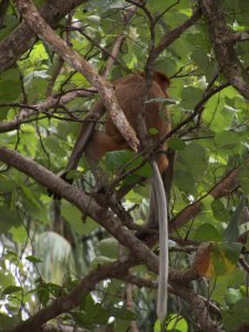 The long gray tail of the Proboscis Monkey