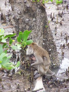 A Macaque Monkey and baby
