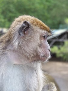 Macaque profile