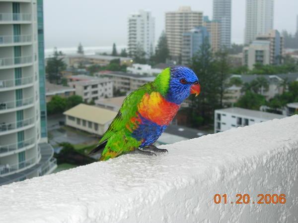 Lorikeets try to take over our flat on the day we leave Surfers!!