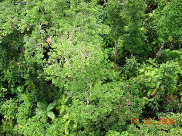 View of the rainforest trees from our gondola