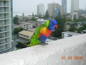 Lorikeets try to take over our flat on the day we leave Surfers!!
