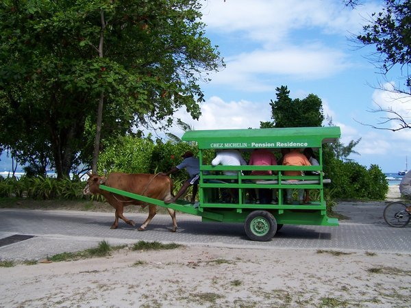 Ox cart on La Digue