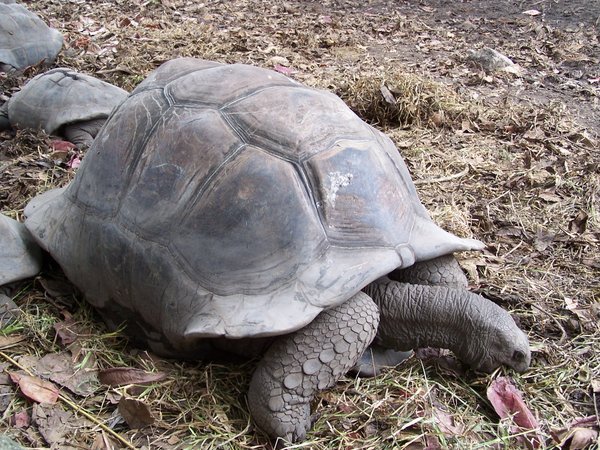 Giant Tortoise of La Digue