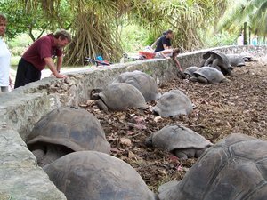 More tortoises