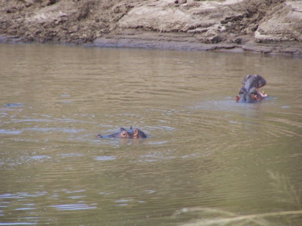 Hippos bathing in the Mara River