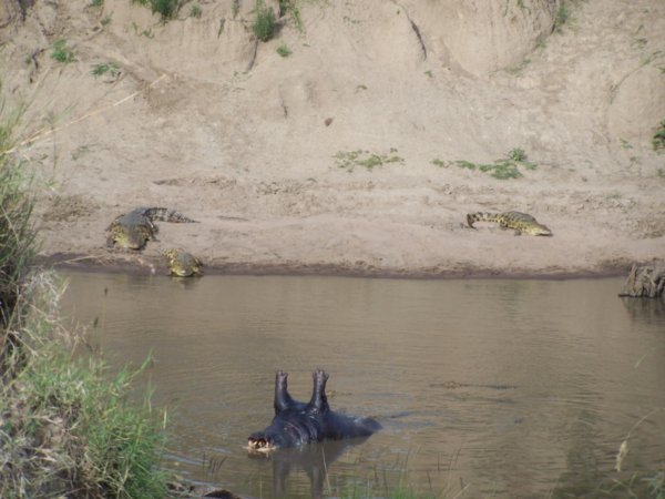 Crocodiles discover dead hippo
