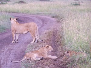 Lions and cubs playing in the morning